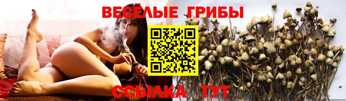 Галлюциногенные грибы Psilocybe Благодарный